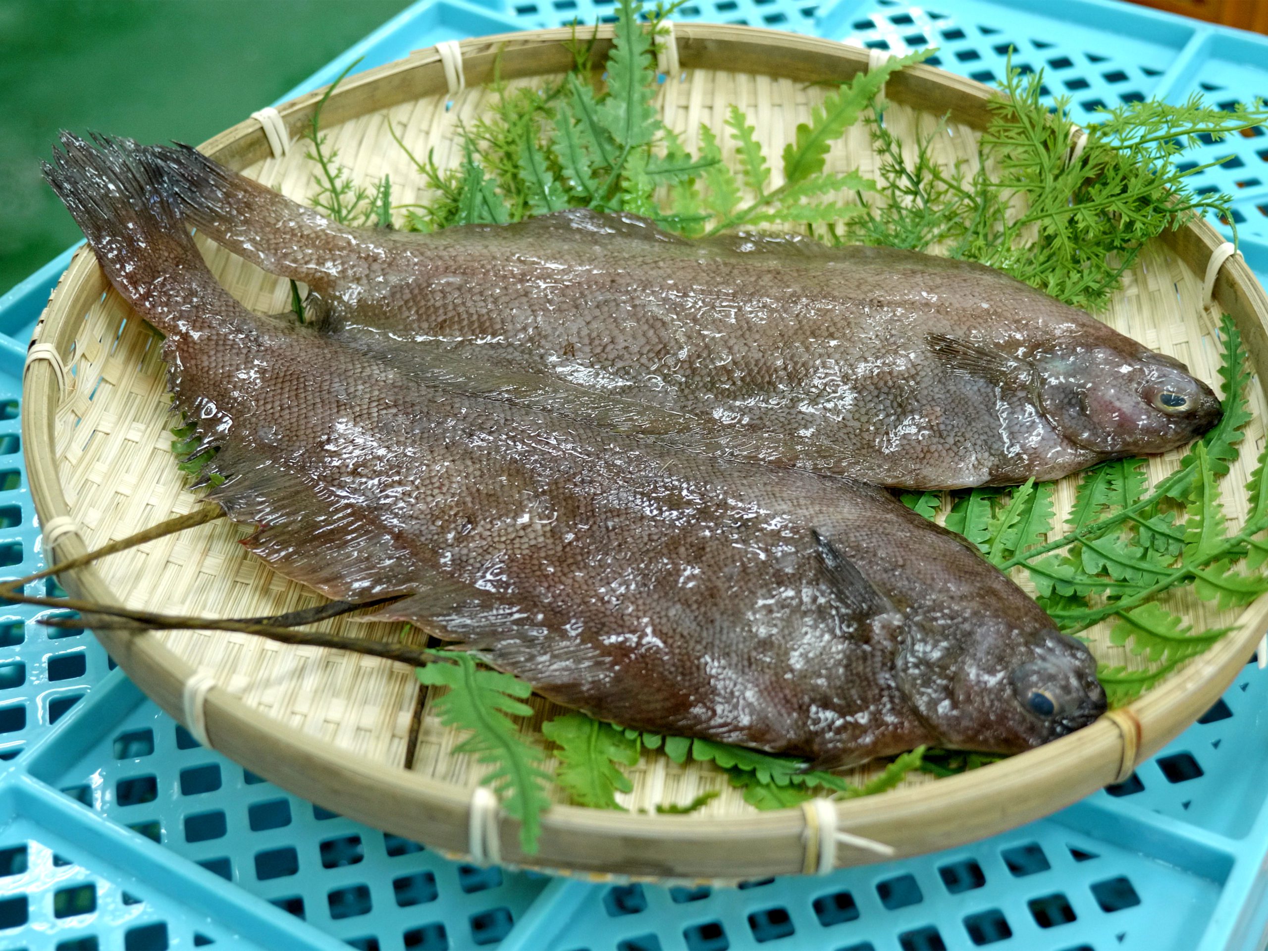 常磐ものトップクラスの高級魚 ヤナギムシガレイ ふくしま おいseafood