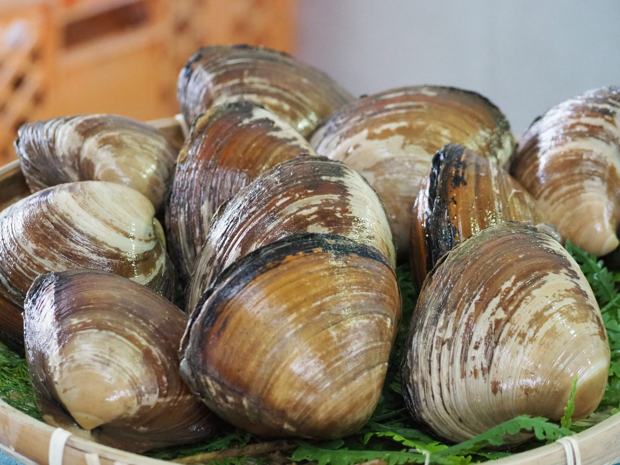 甘くて柔らか 常磐もののホッキ貝 ふくしま おいseafood